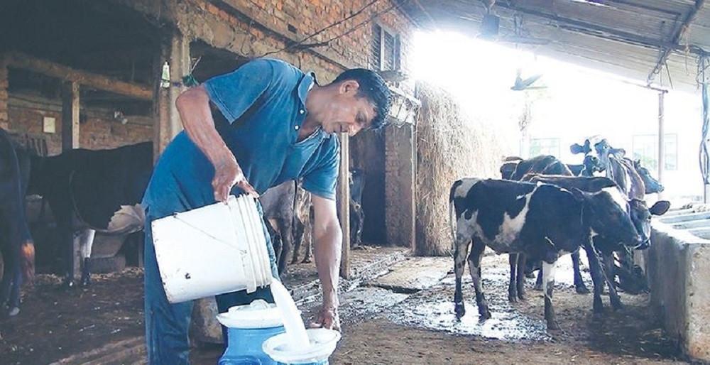 दूध उत्पादक किसानलाई अनुदान