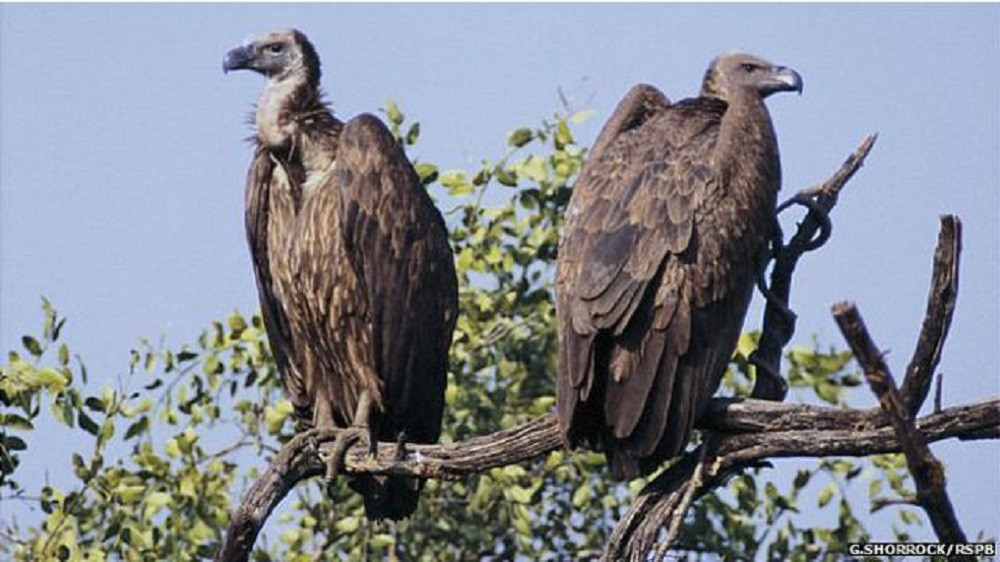 १० गिद्धलाई प्रकृतिमा छाडिँदै