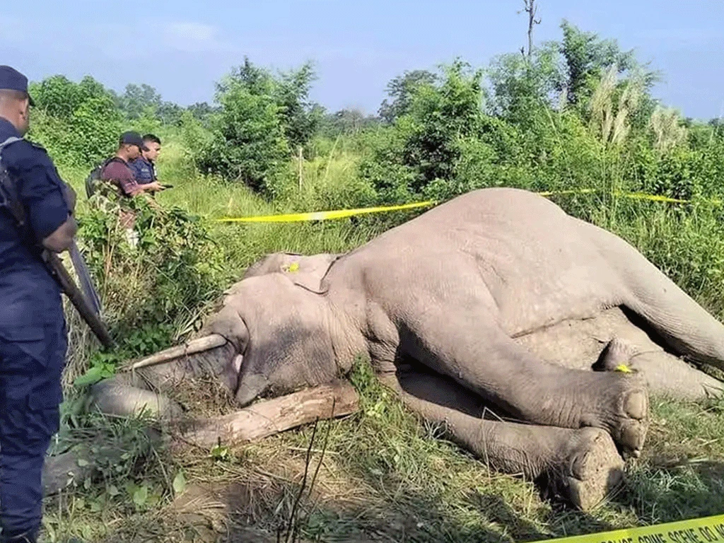 करेन्ट लगाएर मारिएको अवस्थामा हात्ती फेला