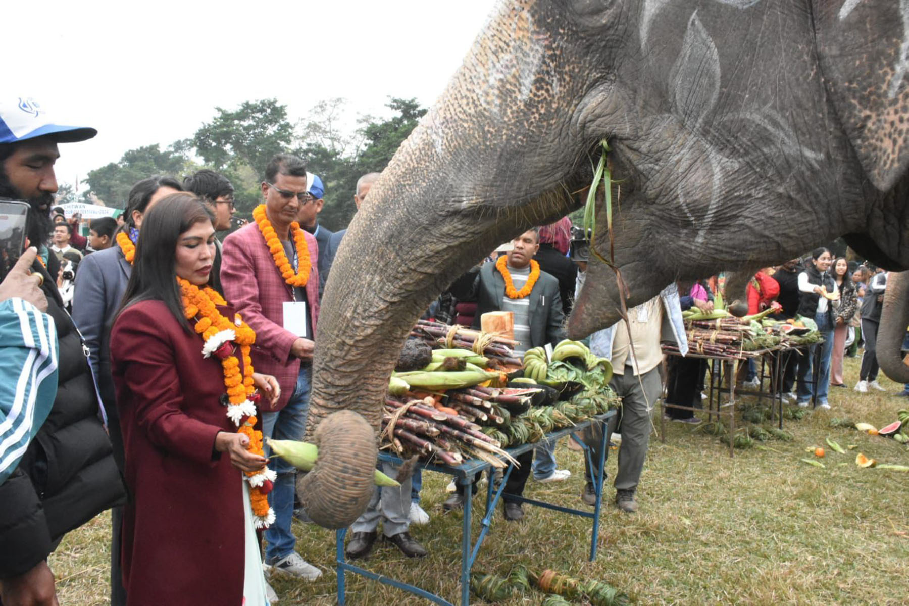 सौराहामा हात्तीलाई वनभोज खुवाइयो