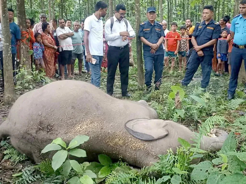 बेलबारीमा मृत भेटियो छावा