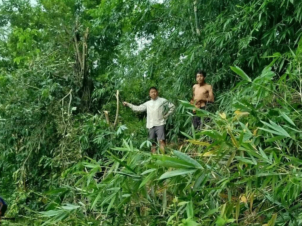 विद्युतीय जोखिम कम गर्न श्रमदानद्वारा झाडी हटाइँदै