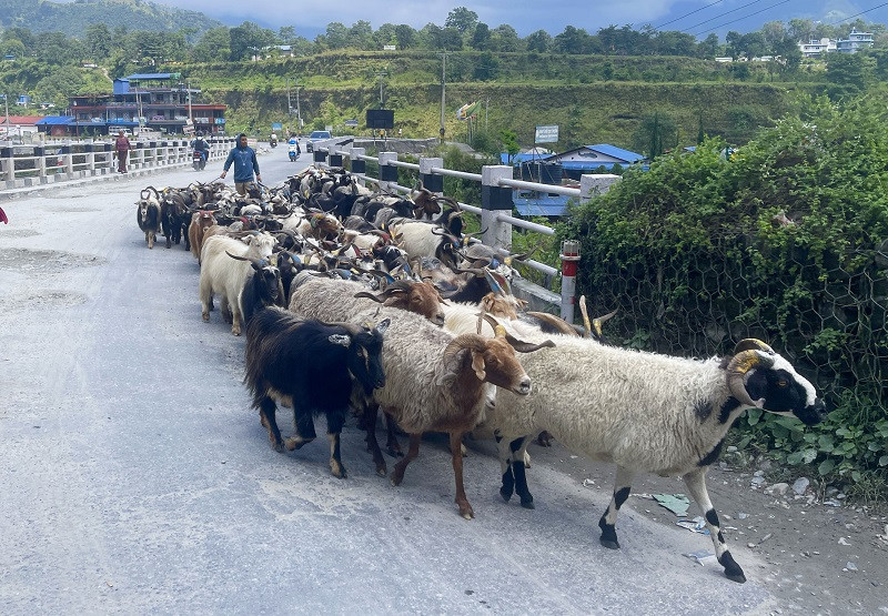 दशैँका लागि काठमाडौँमा खसी,च्याङ्ग्राको मासुको कमी हुन नदिने व्यवसायीको भनाइ