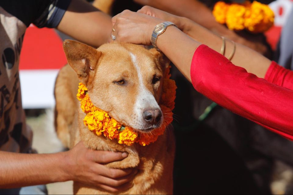 आज कुकुर तिहार : कुकुरको पूजा आराधना गरी मनाइँदै