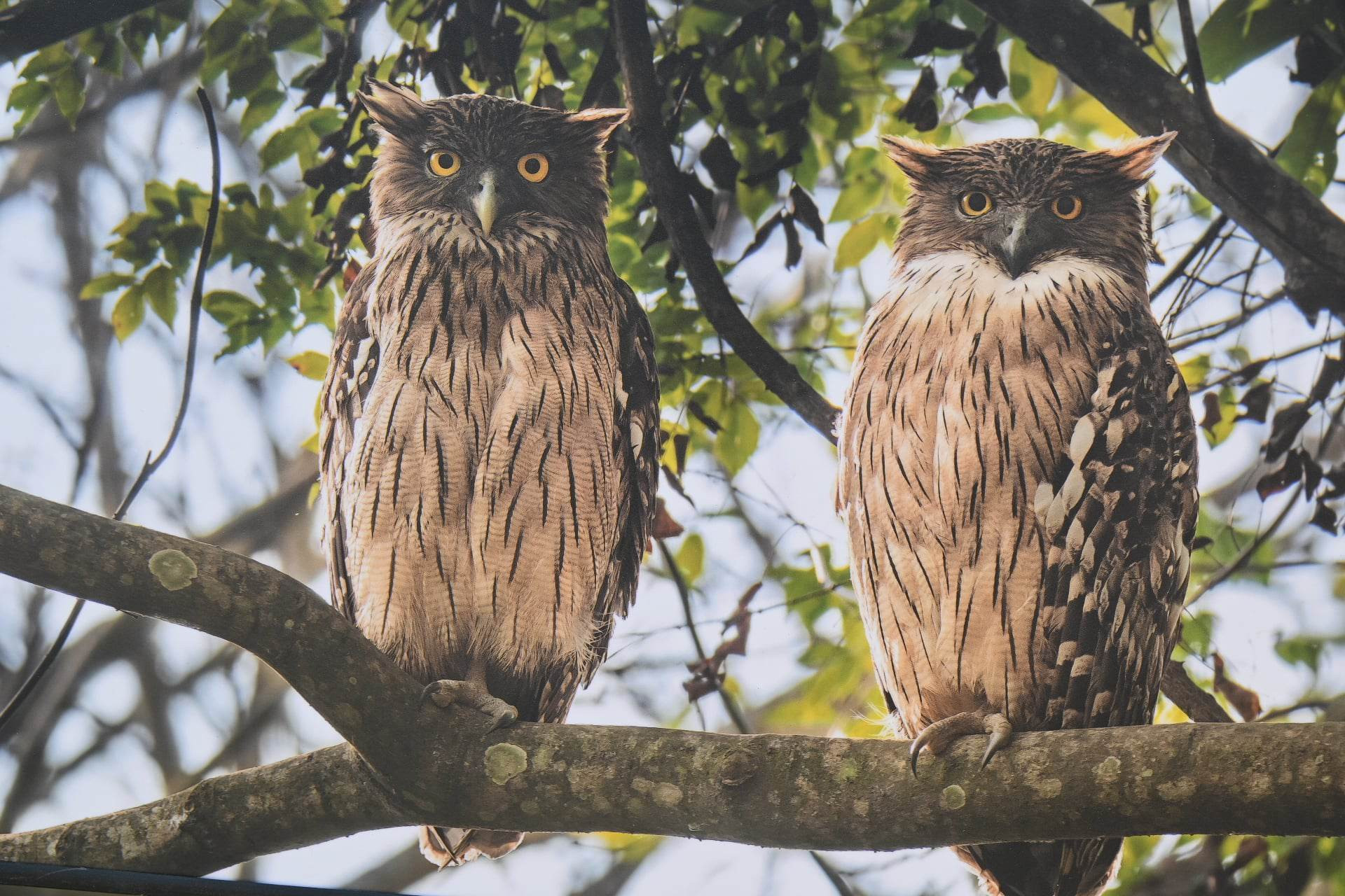 लाटोकोसेरो संरक्षणका लागि कास्की र स्याङ्जामा गुँड बनाइँदै