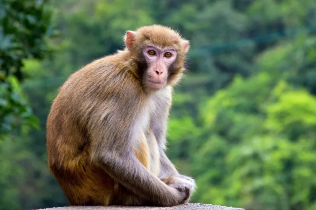 मकैको बिरुवा नउम्रिँदै बाँदरले खेतबारीको डिल कुर्छ, किसानलाई बाली जोगाउनै गाह्रो