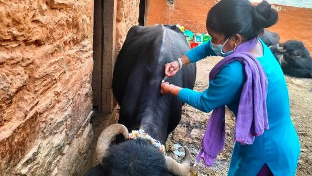 तनहुँका सात स्थानीय तहमा तीन लाख पशुमा पूर्णखोप लगाइँदै