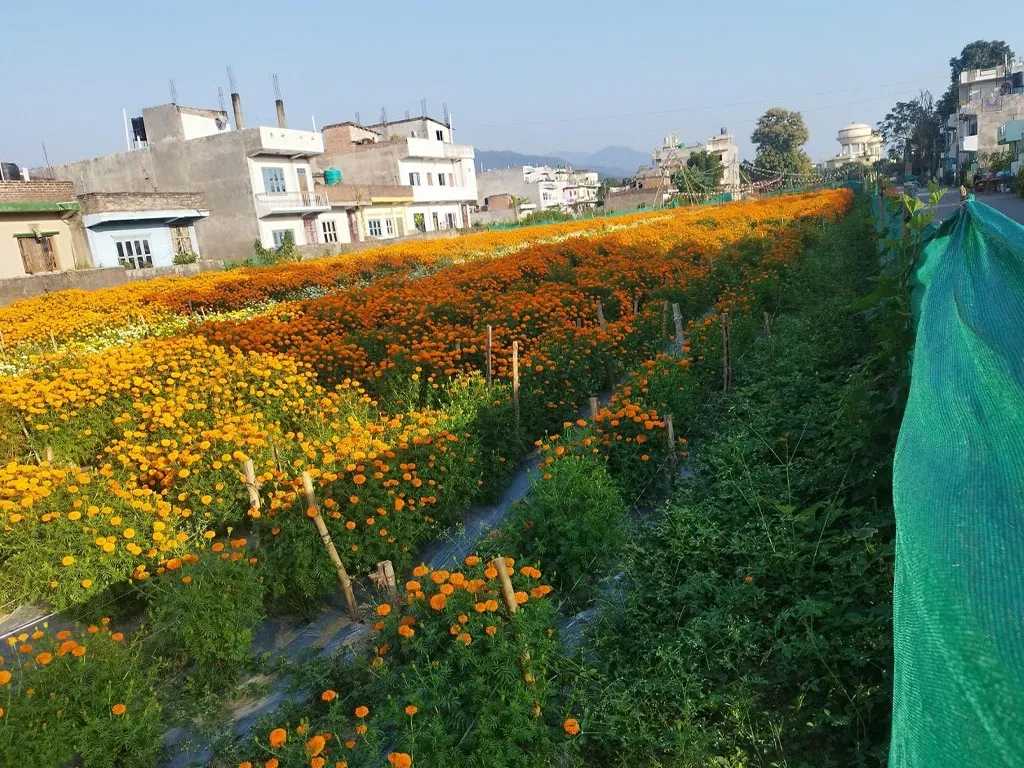 ढकमक्क फुल्न थाले तिहार लक्षित सयपत्री