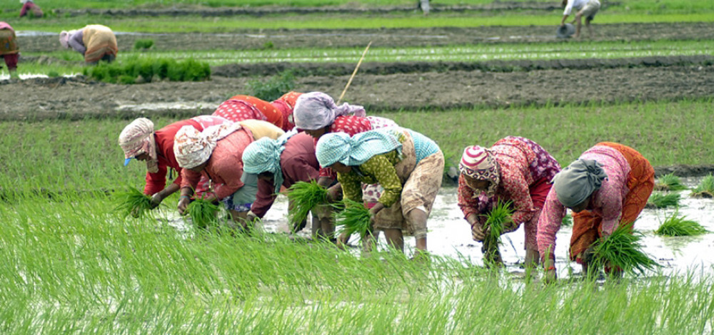 धान रोपाइँमा मनसुनको साथ, ९६ प्रतिशत सकियो