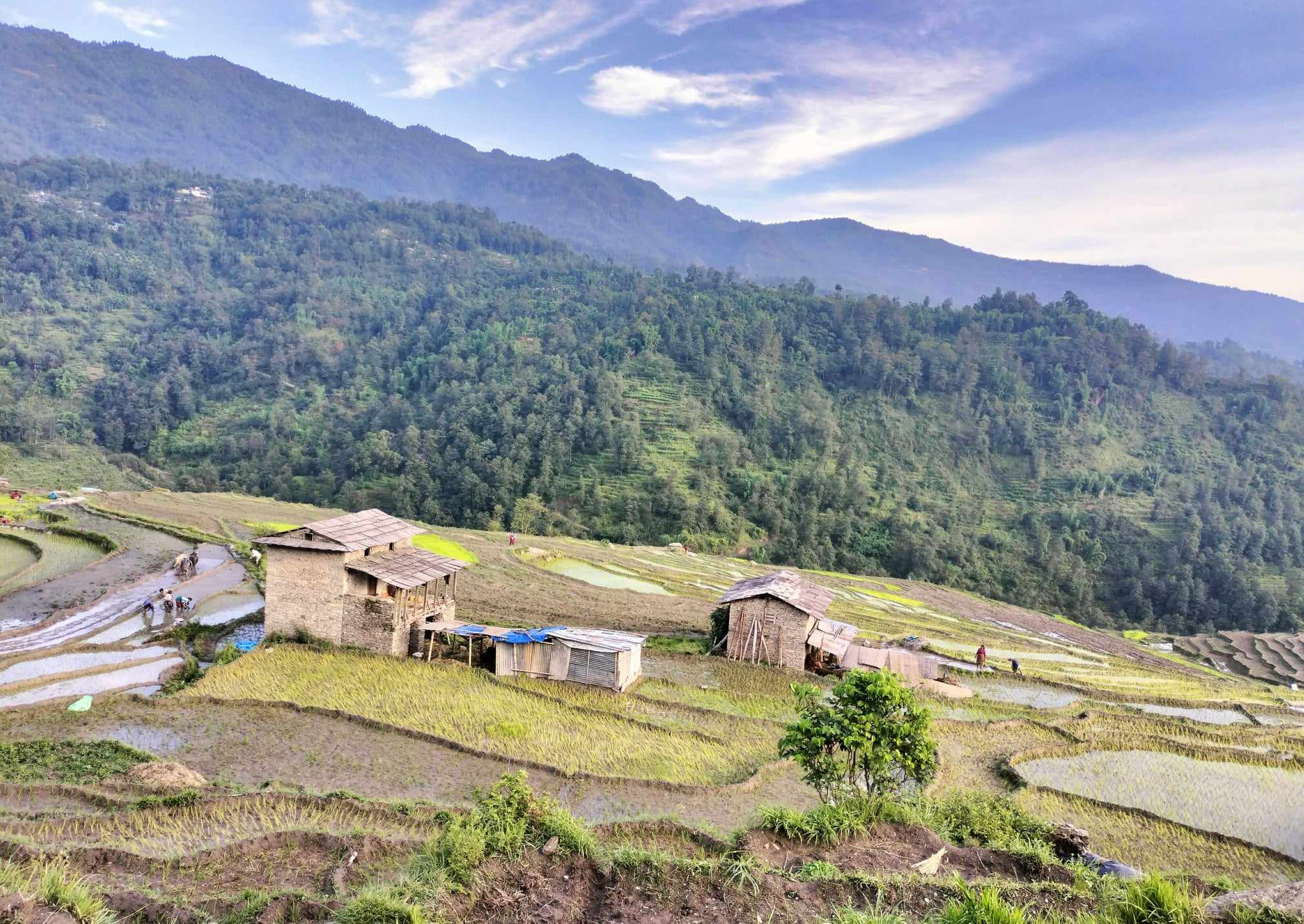 सिँचाइ अभावले दोलखामा ३४ प्रतिशत मात्रै रोपाइँ