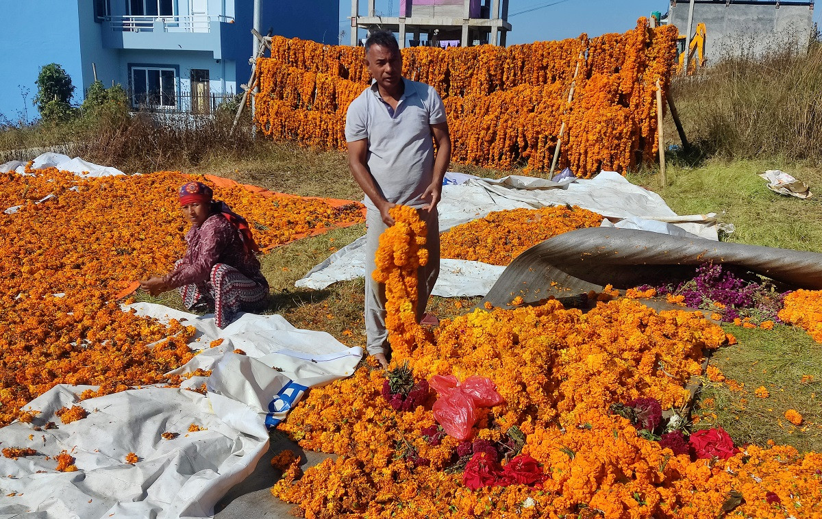 नबिकेका फूलबाट आयुर्वेदिक औषधी बनाइने