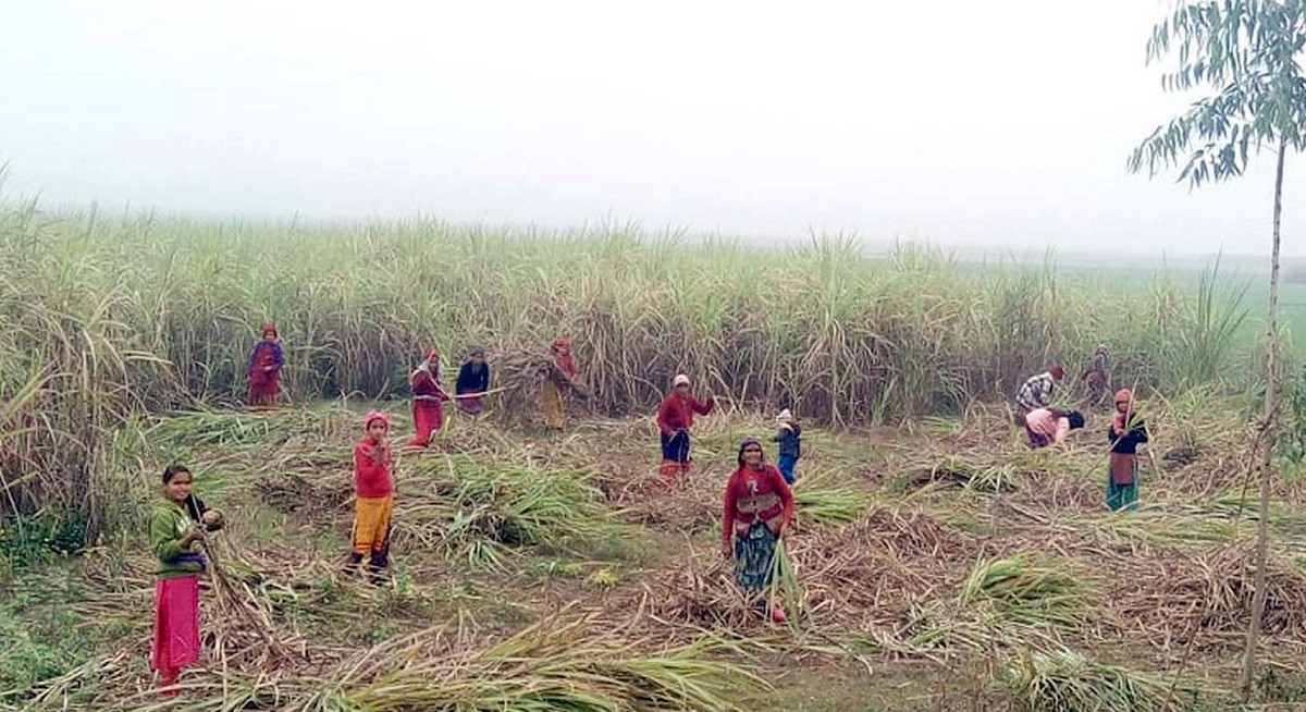 उखु किसानलाई समयमै भुक्तानी दिन सरकारको ध्यानाकर्षण