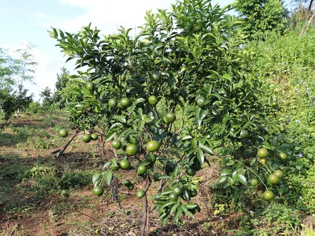 सुन्तलामा कत्लेकीराको प्रकोप बढेसँगै किसान चिन्तित