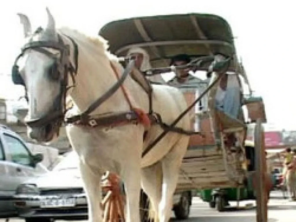 टाँगाले वीरगञ्जको ट्राफिक व्यवस्थापनमा चुनौती थप्दै