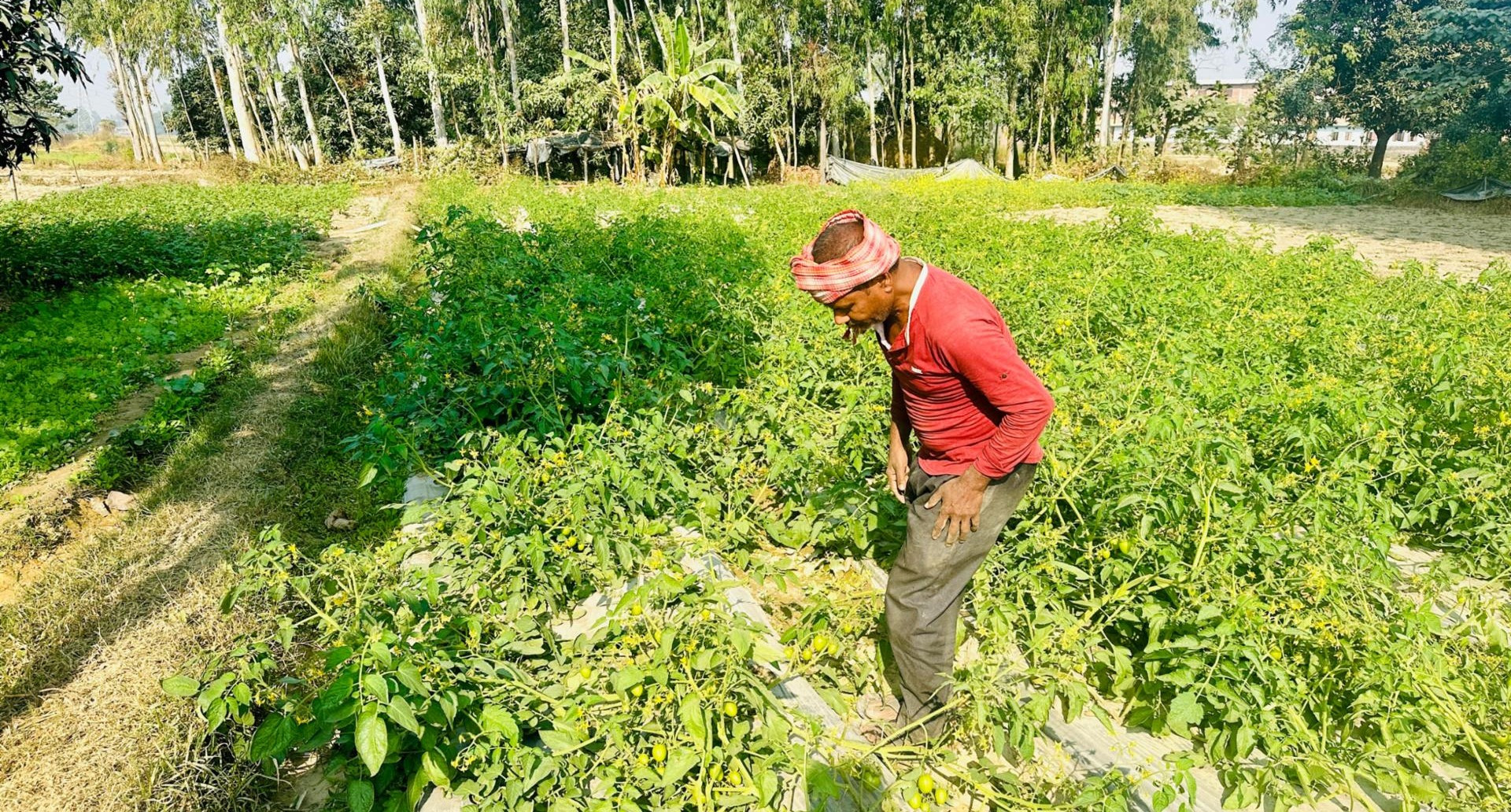 तरकारी खेतीले तङग्रिँदै कुशाहाका दलित समुदाय