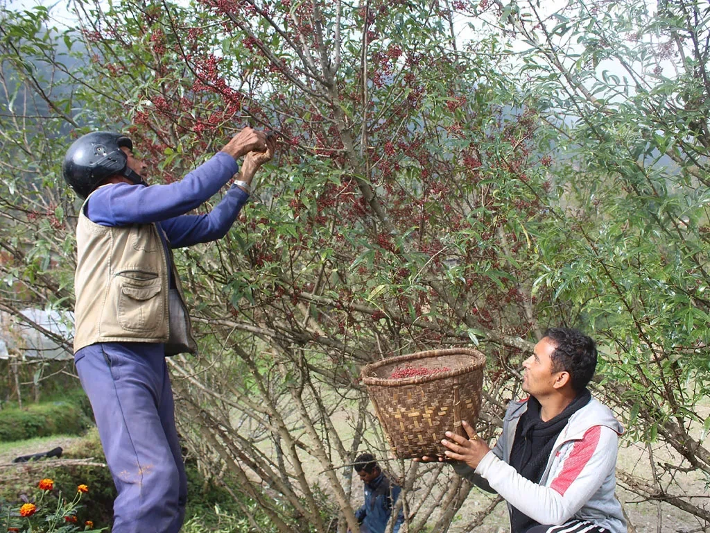 म्याग्दीको टिमुर तारे होटलदेखि विदेशसम्म