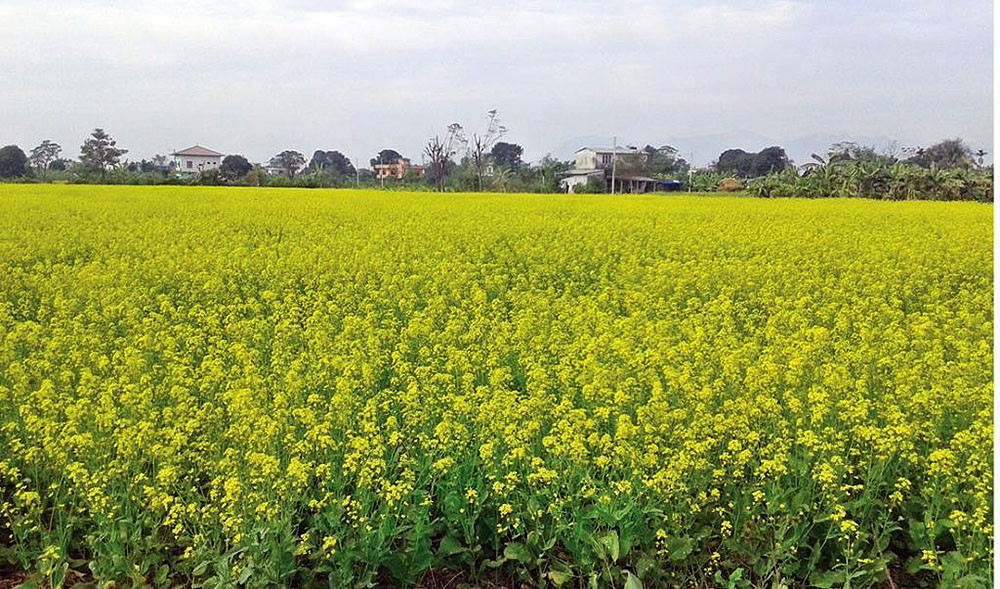 तोरीको उत्पादन बढ्ने भएसँगै किसानमा थपियो उत्साह