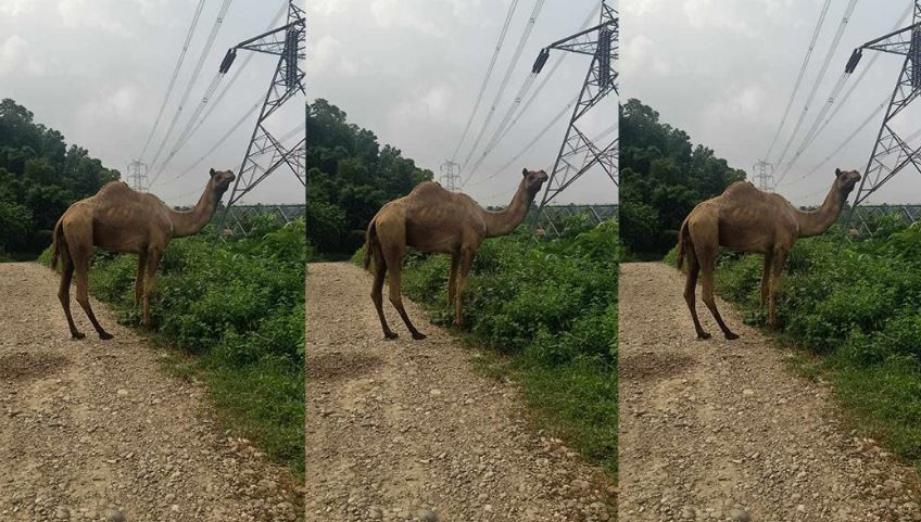 सिन्धुलीको भिमानमा देखियो उँट