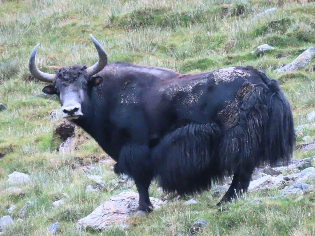 शे-फोक्सुन्डो राष्ट्रिय निकुञ्जमा भेटियो दुर्लभ जंगली याक